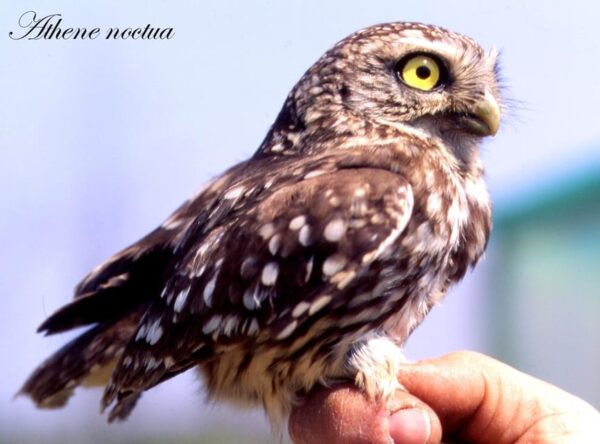 BIRDWATCHING IN AOSTA'S VALLEY - Tips for Successful Birdwatching
