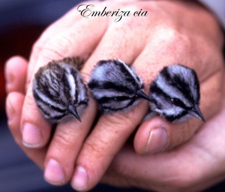 BIRDWATCHING IN AOSTA'S VALLEY - Avifauna Diversity in Aosta