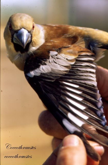 BIRDWATCHING IN AOSTA'S VALLEY - Habitat Characteristics and Challenges