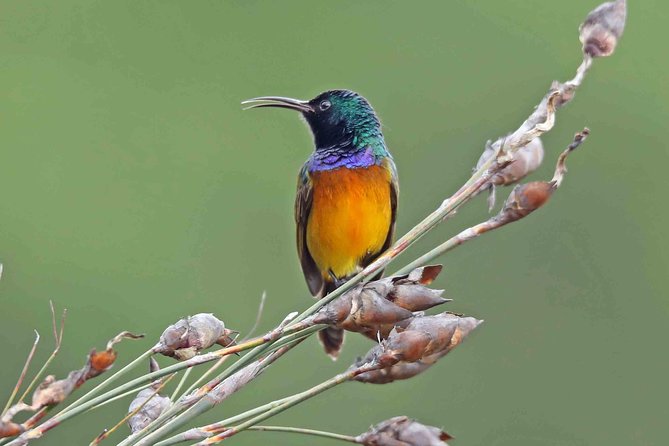 Birdwatching in Cape Town - Specialist Guide and Commentary