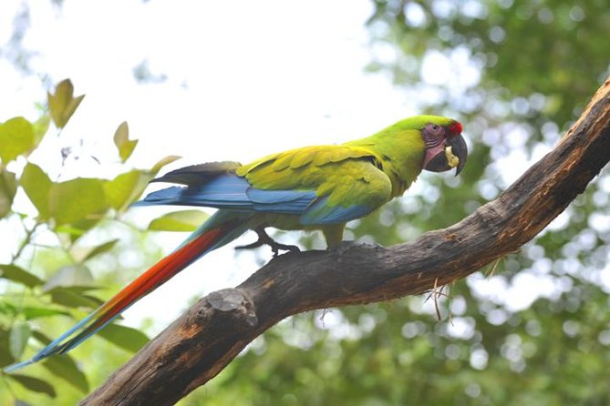 Birdwatching in Cerro Blanco From Guayaquil - Bird Species to Spot