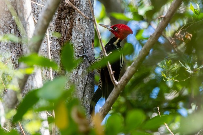 Birdwatching in Coba From Tulum - Highlights of Punta Lagunas Bird Species