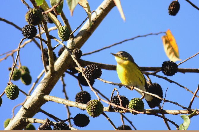 Birdwatching in Coba From Tulum - Optional Post-Lunch Visit to Coba