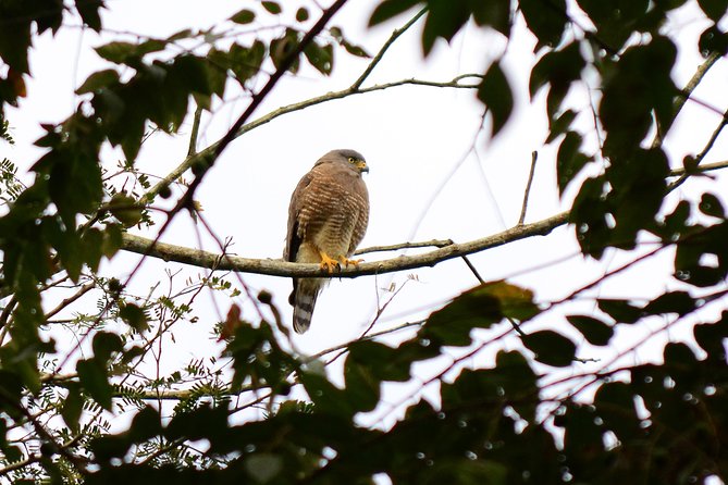 Birdwatching in Coba From Tulum - Group Size and Refund Policy Details