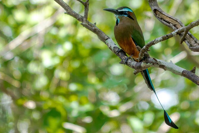 Birdwatching in Coba From Tulum - The Sum Up