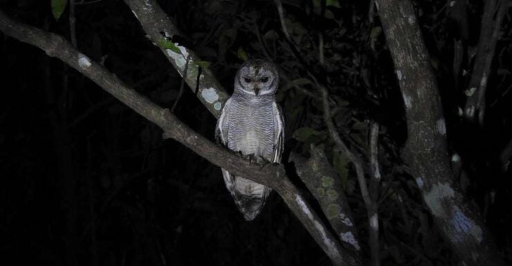 Birdwatching in Kochi - Birdwatching Opportunities in Kochi