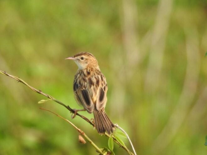 Birdwatching in Kochi - Exclusive Wildlife Viewing Locations