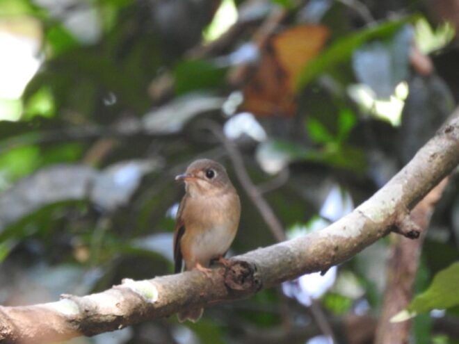 Birdwatching in Kochi - Avian Biodiversity in Urban Forests