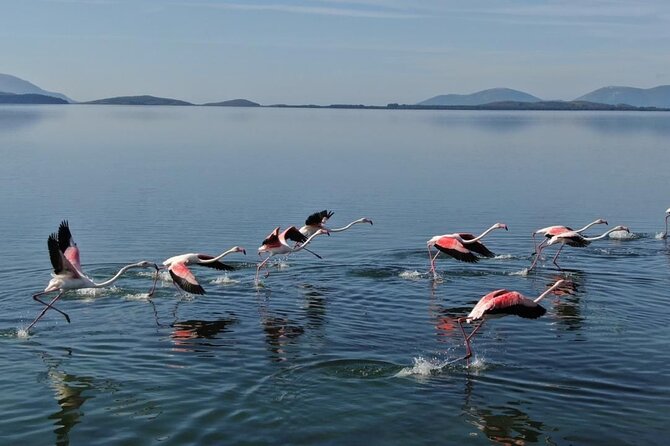 Birdwatching in Narta Lagoon From Vlora (3-6 Pax) - Start Time and Additional Info