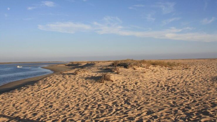 Birdwatching in Ria Formosa: Eco Boat Tour From Faro - Activity Details