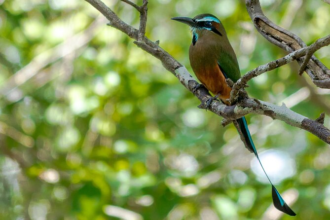 Birdwatching in Sian Kaan and Muyil Archaeological Site From Tulum - Traveler Photos of Sian Kaan and Muyil
