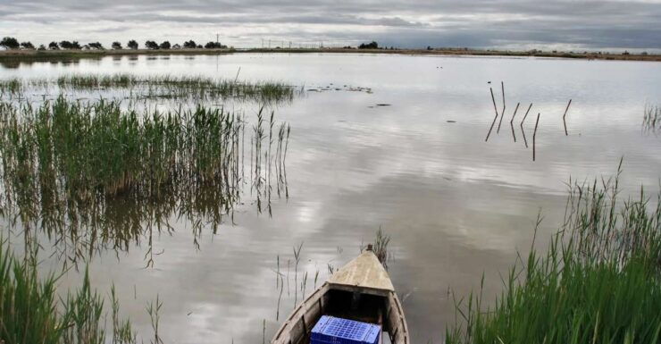 Birdwatching in the Ebro Delta - Tour Overview