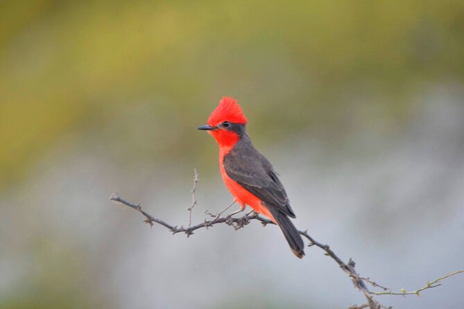 Birdwatching & Landscaping Tour in Lima - Tips for a Successful Birdwatching Tour