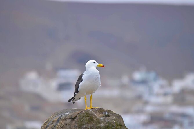 Birdwatching & Landscaping Tour in Lima - Wildlife Photography Opportunities in Lima