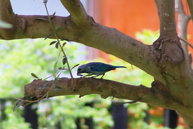 Birdwatching & Landscaping Tour in Lima - Creating a Bird-Friendly Garden in Lima