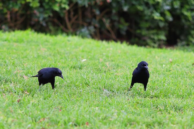 Birdwatching & Landscaping Tour in Lima - Landscaping Ideas for Small Spaces
