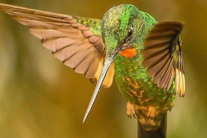 Birdwatching Minca - Birdwatching Minca Overview