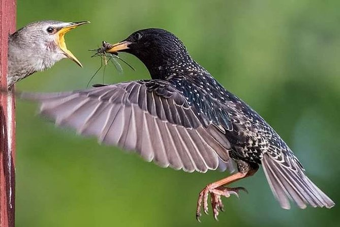 Birdwatching Minca - Reviews and Ratings Analysis