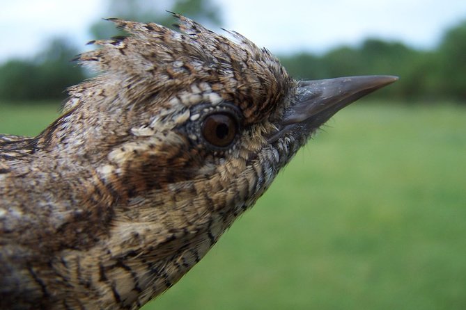 Birdwatching Montes De Toledo Orientales - Meeting and Pickup
