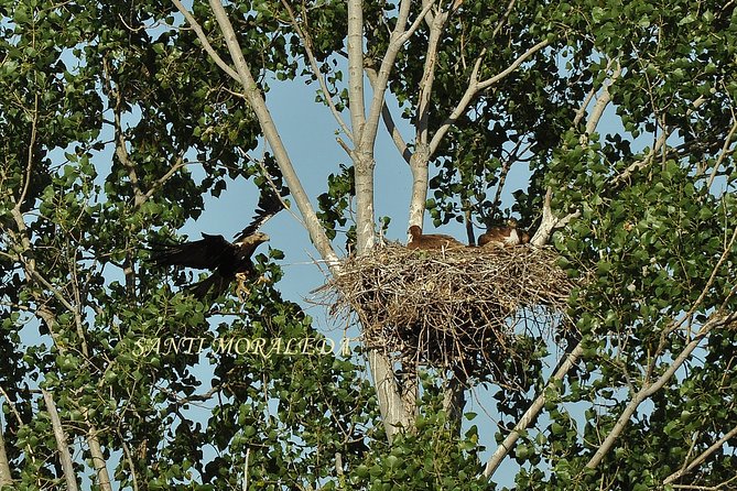 Birdwatching Montes De Toledo Orientales - Directions