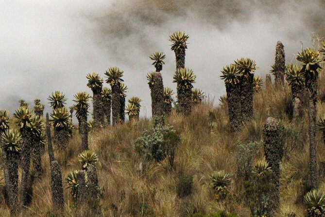Birdwatching, Nature & Photography in Sumapaz National Park - Sumapaz National Park Overview