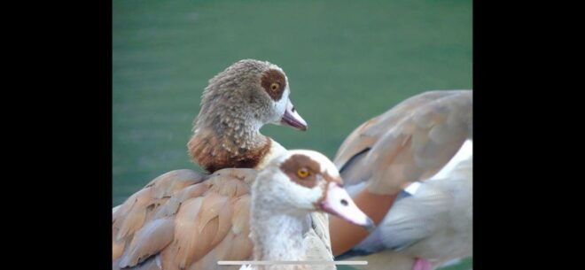 Birdwatching per Rickshaw - Experience Highlights
