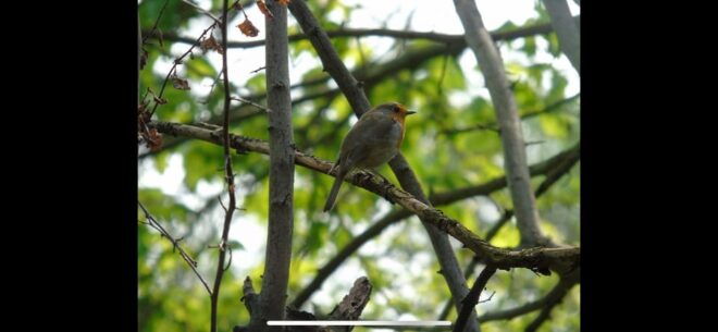 Birdwatching per Rickshaw - Included Amenities