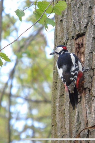 Birdwatching per Rickshaw - Tips for Birdwatching