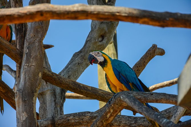 Birdwatching & Photography Experience at the National Aviary in Barú - Good To Know