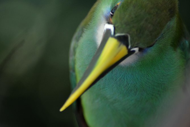 Birdwatching & Photography Experience at the National Aviary in Barú - Photography Tips and Tricks