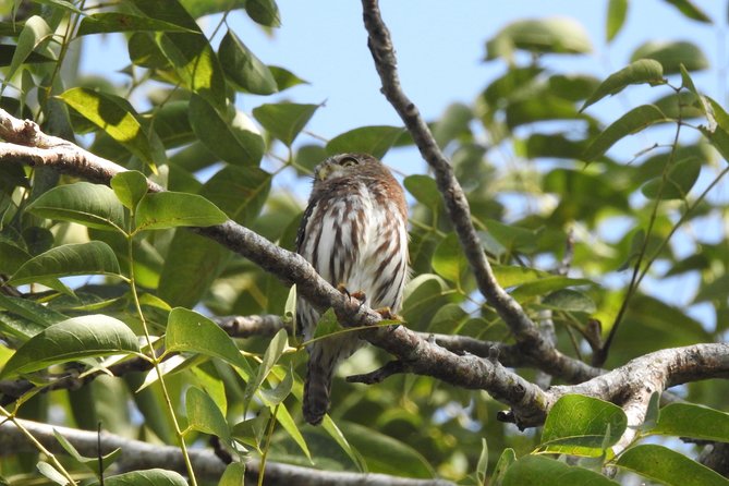 Birdwatching Playa Del Carmen - Birdwatching Expedition Overview