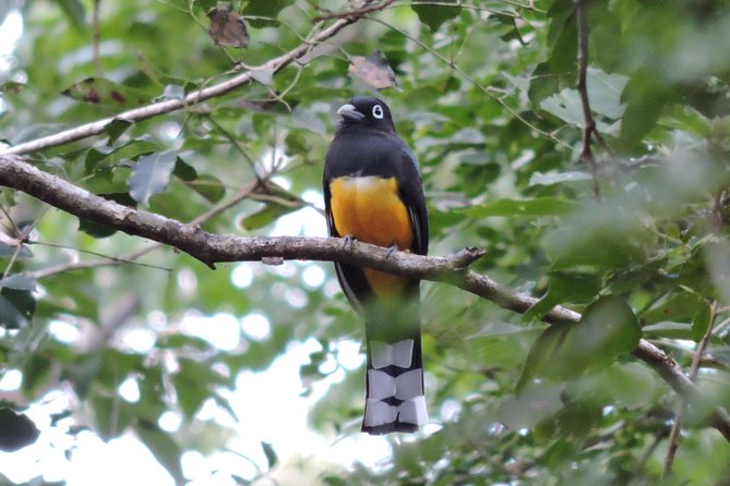 Birdwatching Playa Del Carmen - Expert Guides and Local Bird Knowledge