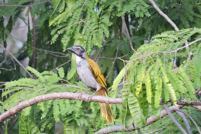 Birdwatching Playa Del Carmen - Inclusions and Transportation Details