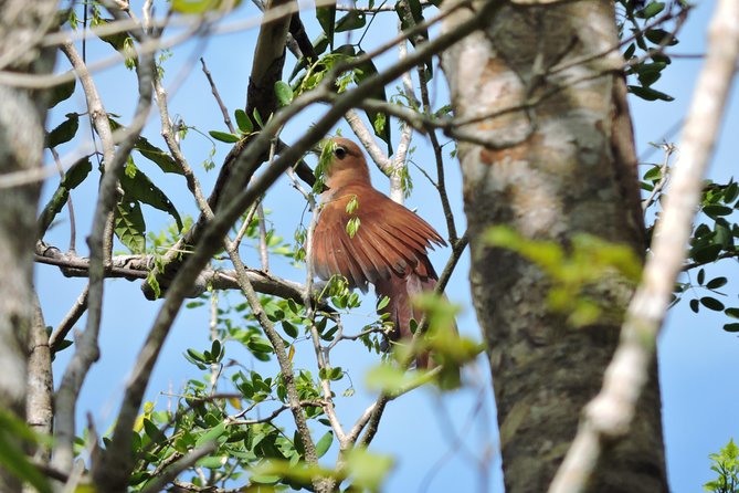 Birdwatching Playa Del Carmen - Meeting Point and Pickup Options