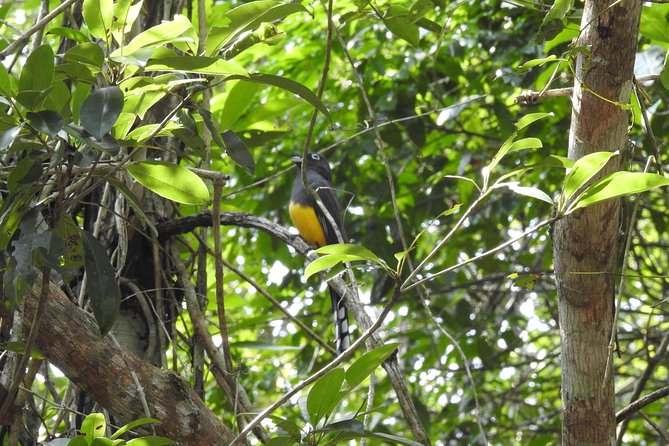 Birdwatching Playa Del Carmen - Tour Schedule and Cancellation Policy