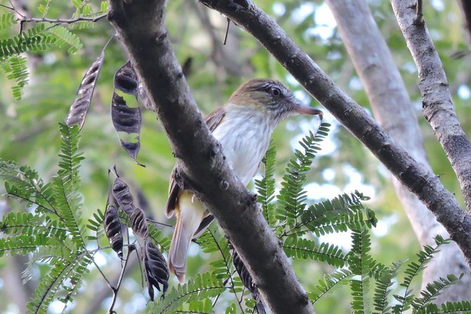 Birdwatching Playa Del Carmen - Reviews and Pricing