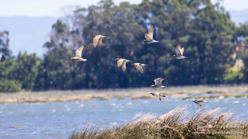 Birdwatching Solar Boat Tour Aveiro Lagon - Practical Details and Value Assessment