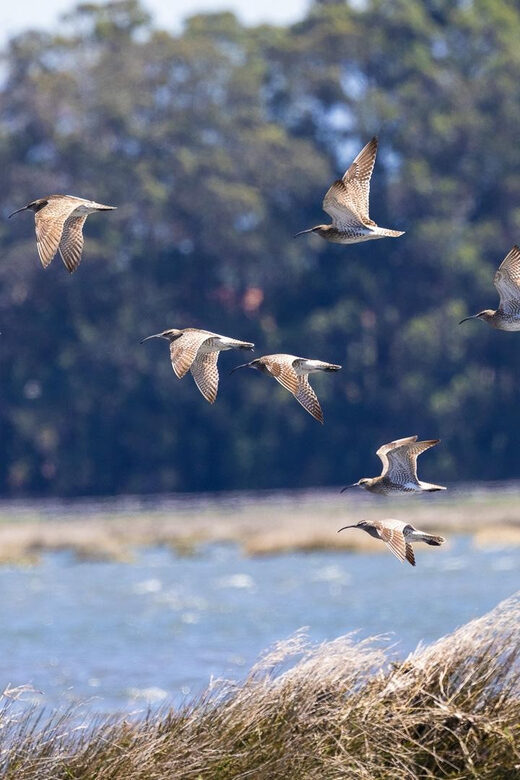 Birdwatching Solar Boat Tour Aveiro Lagon - The Sum Up