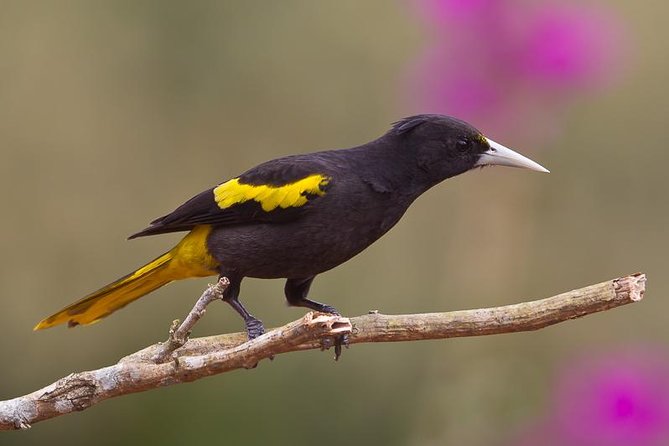 Birdwatching to the Mangrove of Paredon (From Puerto Quetzal) Private Tour - Inclusions and Exclusions