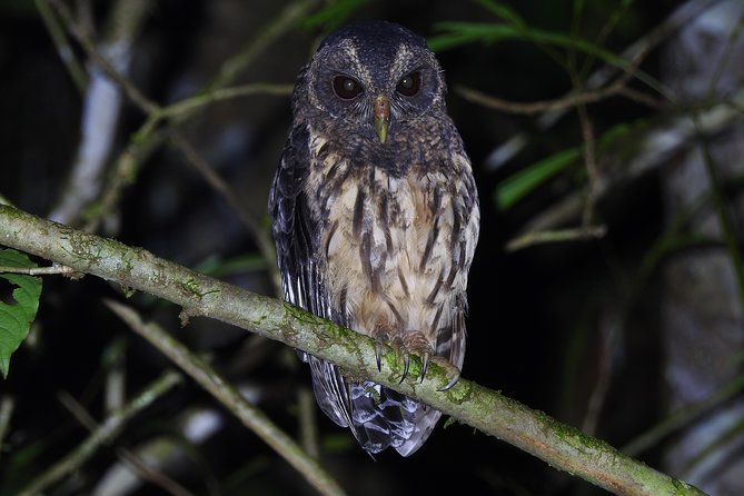 Birdwatching Tour - Tour Details
