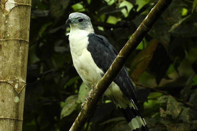 Birdwatching Tour - Pickup and Accessibility