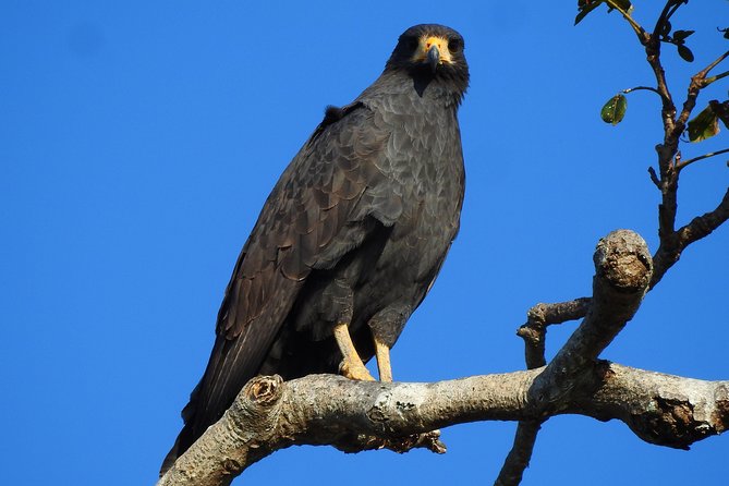 Birdwatching Tour - Frequently Asked Questions
