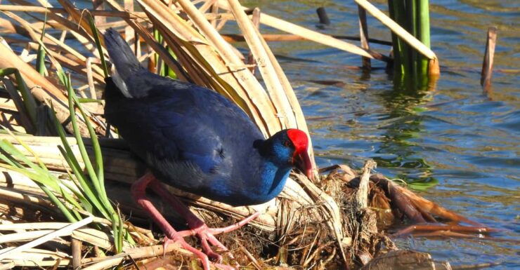 Birdwatching Tour in Algarve - Good To Know