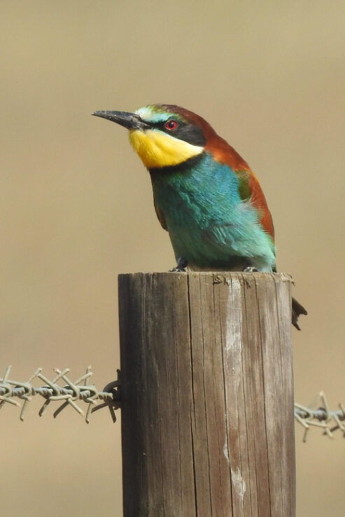 Birdwatching Tour in Algarve - Itinerary