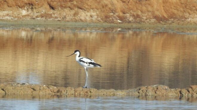 Birdwatching Tour in Algarve - Birdwatching Highlights