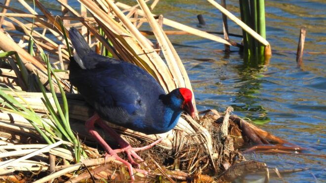 Birdwatching Tour in Algarve - Cancellation Policy