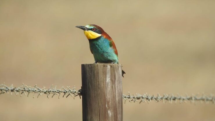 Birdwatching Tour in Mértola and Castro Verde Region - Good To Know