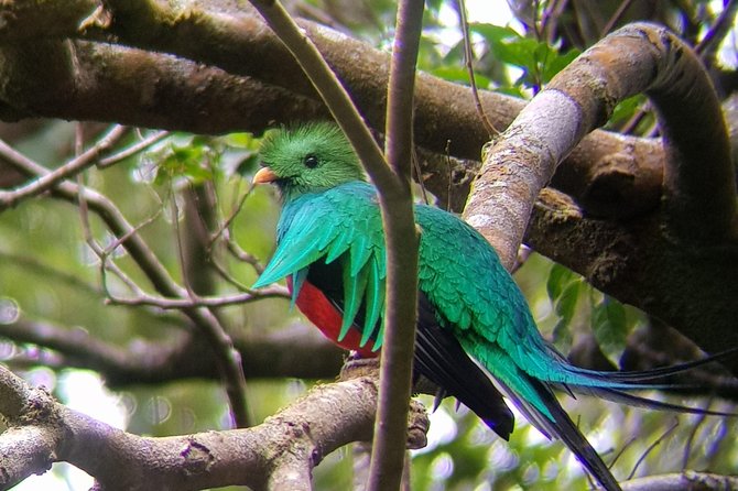 Birdwatching Tour in Monteverde - Tour Highlights
