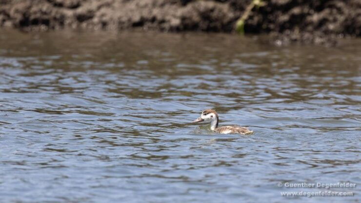 BirdWatching Tour Ria Aveiro - Activity Details
