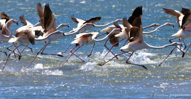 BirdWatching Tour Ria Aveiro - Experience Highlights